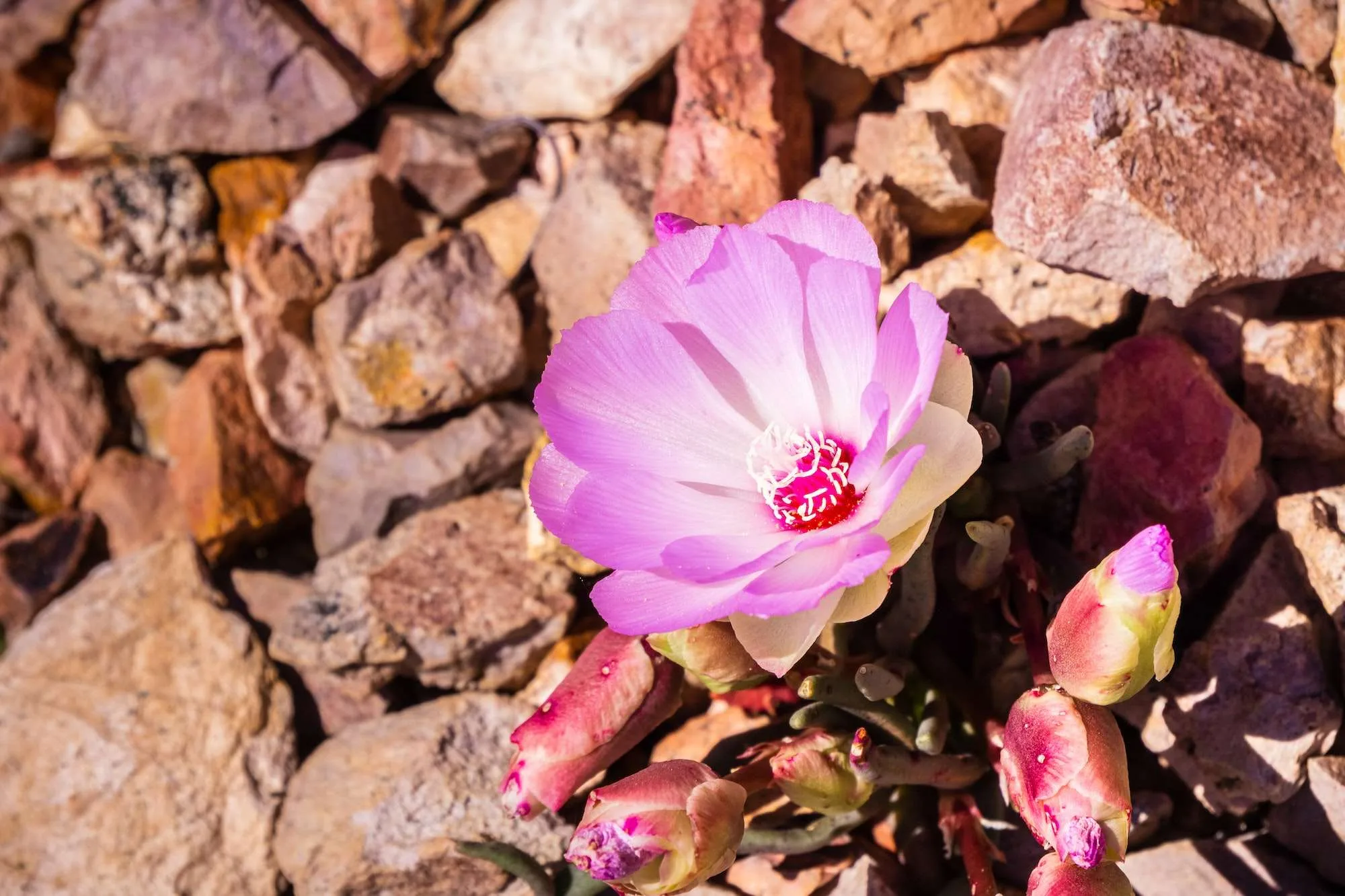 Bitterroot (Lewisia rediviva) wildflower
